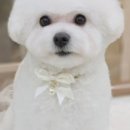 바로펫살롱 이미지