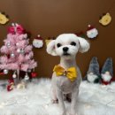 인생댕컷 반려견미용실 이미지