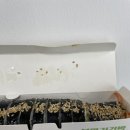 봄마리김밥