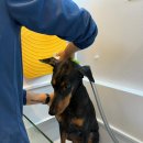 댕댕이 목욕탕 이미지