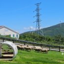 스타인목장 이미지