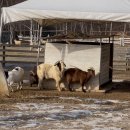 차다목장 이미지