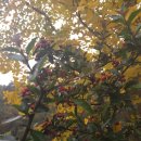 음악상자 이미지