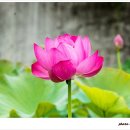 회남면 법수리마을 이미지