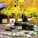 [산과들꽃이야기] 10월 25일 순천 조계산 단풍산행 (선암사~송광사) 이미지