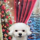 울알라애견미용 이미지