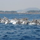 돌고래카 이미지