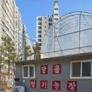 달콤농장 | 초딩 겨울방학 수원 동탄에서 가까운 딸기체험 달콤 딸기체험농장 후기