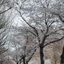 영신숲길3 | 서울 경의선 숲길 벚꽃 개화 실시간 후기(3/31)