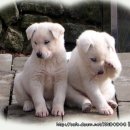 구가의 견 이미지