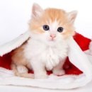 마음사랑동물병원 이미지