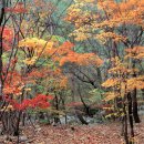 월악산국립공원 Daum카페