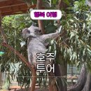 블루마운틴관광호텔 | 호주 여행 코스 추천 페더데일 동물원 블루마운틴 선셋 투어