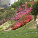 엘리시안강촌 이미지