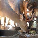 경보사슴 연합뉴스