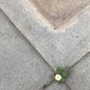 하루결
