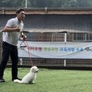 짱이야 애견미용 이미지