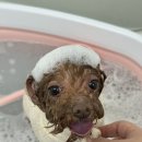 댕그루루 이미지