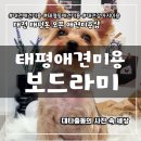 행복한애견미용실 | 대전 태평동 애견미용 보드라미 오픈식 미용실 강아지 친화적 아로마테라피 케어 샵