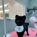 멍멍이발소 이미지