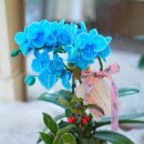 꽃집 릴리안 이미지