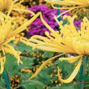 2020년 제4회 화도진음악회(현장, 온라인) | 벌써 국화의 계절 그렇다면 이왕이면 온택트 가을축제 예산장터삼국축제