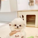 비비퍼피 강아지분양 일산점 이미지