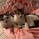 정우슈퍼마트 이미지