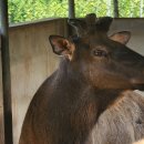 블루베리사슴농장 이미지