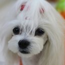 올리브 펫 이미지