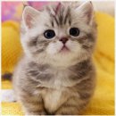 강남고양이분양 호야캣 | 강남에서 만난 소중한 고양이, 호야캣 방문기