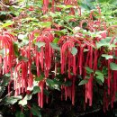 아칼리파 (Acalypha) 이미지