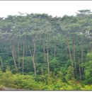 안면도자연휴양림 이미지