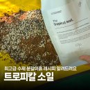 트로피칼 | 동백나무 셀프 분갈이 후기! 과습 잡으려고 최고급 트로피칼 소일 분갈이흙에 섞어봤어요