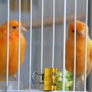 카나리아 이미지