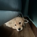 연두목장 이미지