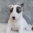 달려라 바우 이미지