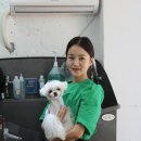 미미펫살롱 이미지