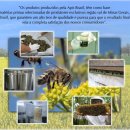 브라질 프로폴리스 판매합니다 (아피스 그린 프로폴리스) 이미지