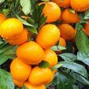 송은농장 이미지