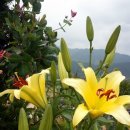 나리 민박 이미지