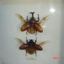 동해곤충농장 이미지