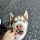 데일리멍 애견유치원, 애견호텔 이미지