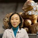 돼지의 족보 이미지