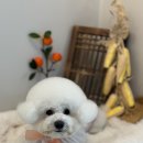 댕데이 이미지