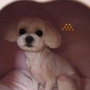 수애견미용실 이미지