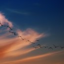 꽃과 그늘 이미지