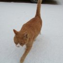 황금고양이 이미지