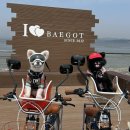 진안 자전거 협동조합 | [반려견라이딩] 시흥 배곧한울공원 자전거대여