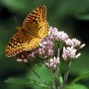 나비의꿈-호접지몽 이미지